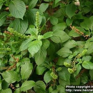 Fresh Scent leaf - 1 Bunch