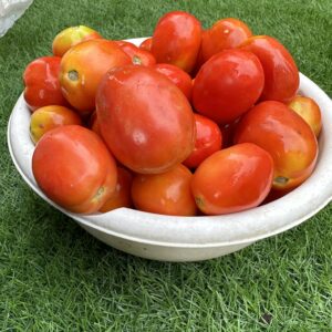 Tomatoes - 1/2 Paint Bucket (1.5KG)