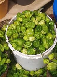 Green Rodo - 1 Paint Bucket (1.5 - 1.75KG)