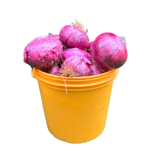 Onions (Red) - 1/2 Paint Bucket (1.5 - 1.75KG)