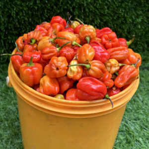 Atarodo - 1/2 Paint Bucket (850 - 875G)