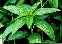 Ewedu (Jute Leaf) - 1 Bunch (200G)