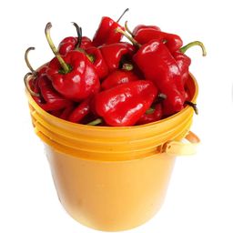 Tatase Pepper - 1 Paint Bucket (1.7KG)