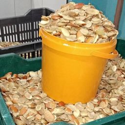 Ogbono - 1 Paint Bucket