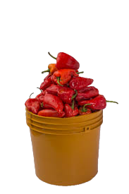 Tatase - 1/2 Paint Bucket (850G)