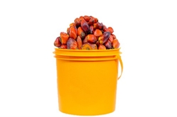 Banga (Palm Fruit) - 1 Paint Bucket