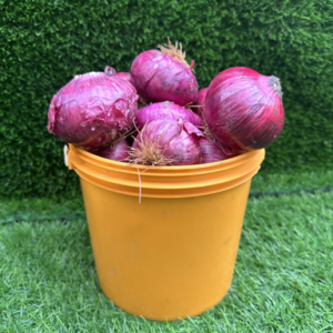 Onions (Red) - 1 Paint Bucket (3.2 - 3.5KG)
