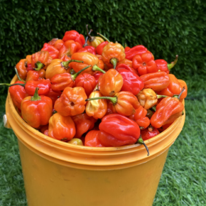 Atarodo - 1 Paint Bucket (1.5 - 1.75KG)